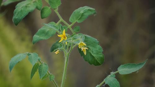 Close-up of fresh green leaves on plant