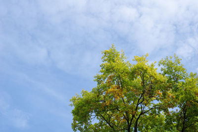 Low angle view of tree against sky
