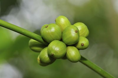 Close-up of fruits on plant