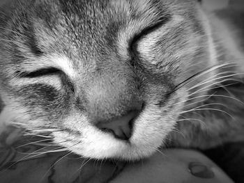 Close-up of cat sleeping