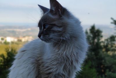 Close-up of a cat looking away