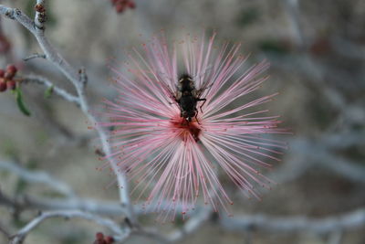 Close-up of bee on flower