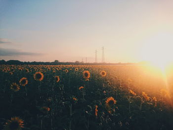 Scenic view of field against sky during sunset