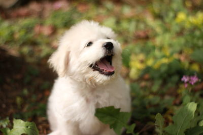 Close-up of dog sticking out tongue outdoors