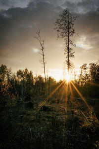 Plants growing on land against sky during sunset