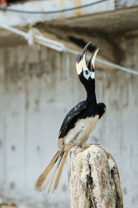 Close-up of bird perching on wooden post