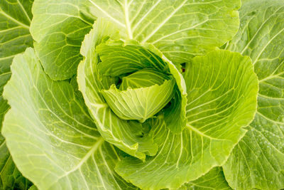 Full frame shot of green leaf