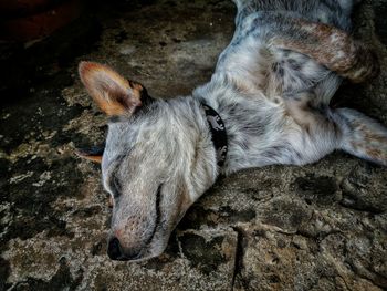 High angle view of dog sleeping