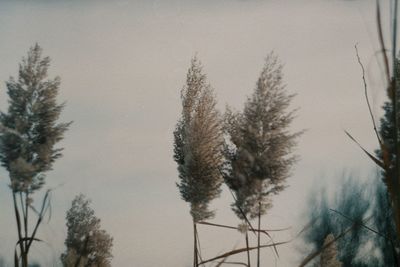 Close-up of trees against sky