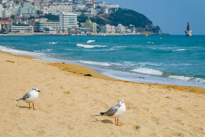 Seagulls walk in the sand on the sea