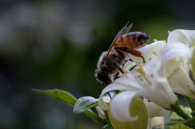 Close-up of bee pollinating on flower