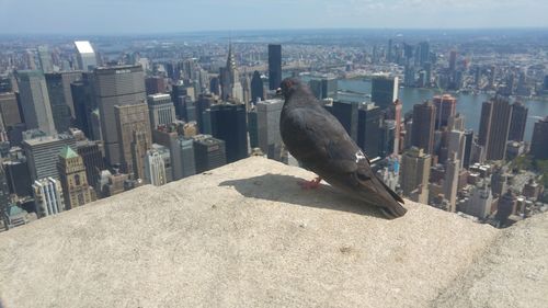 High angle view of bird perching on city