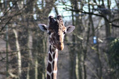 Portrait of giraffe in forest