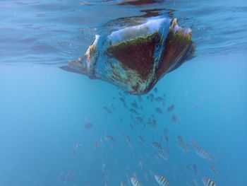 Fish swimming in sea