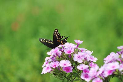 Butterfly on pink flower