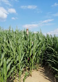 Plants growing on field against sky