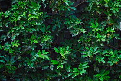 High angle view of plants