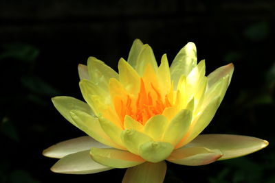 Close-up of flower blooming outdoors