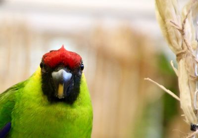 Close-up of parrot