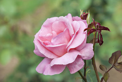 Close-up of pink rose growing in garden