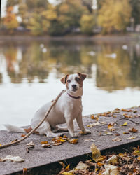 Dog standing in lake during autumn