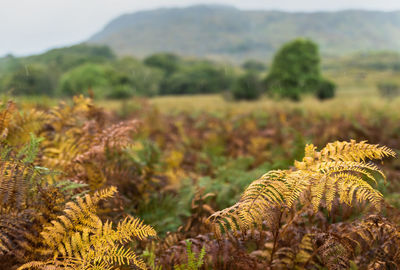 Crops growing in field