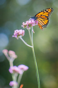 Close-up of butterfly pollinating on flower