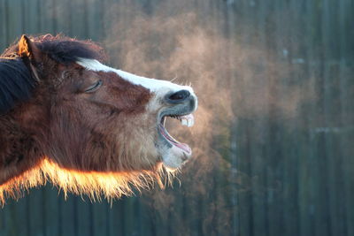 Horse yawning on a cold morning