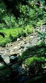 Scenic view of lake in forest