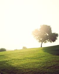 Trees on field against clear sky