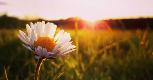 Close-up of white flower on field against sky during sunset