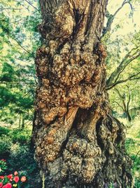 Close-up of tree stump in forest