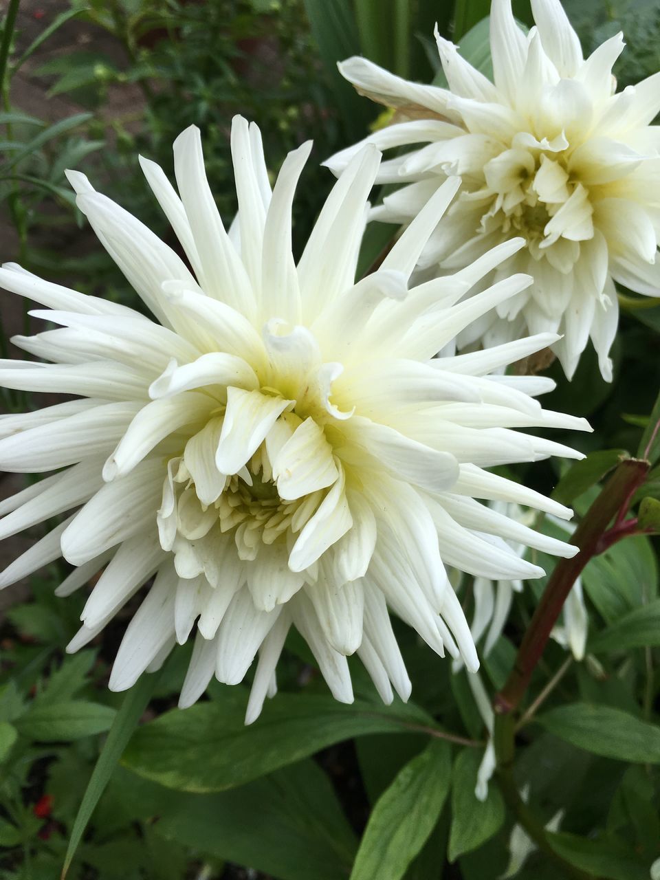 CLOSE-UP OF WHITE DAHLIA BLOOMING OUTDOORS