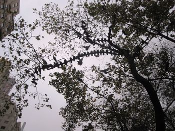 Low angle view of tree against sky