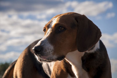 Close-up of dog against sky