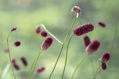 Close-up of pink flowering plant