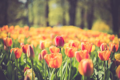 Close-up of tulips blooming on field