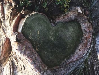 Close-up of heart shape on tree