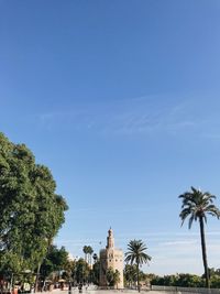 Low angle view of palm trees against blue sky