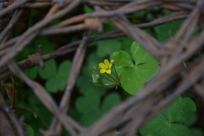 Close-up of yellow flower