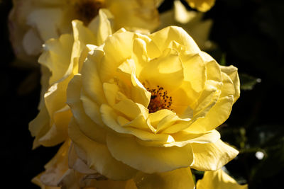 yellow
