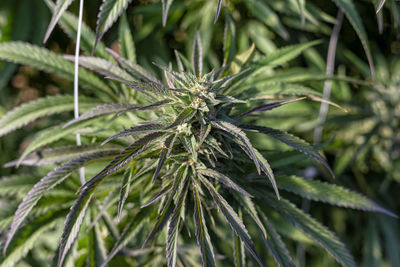 Close-up of fresh green plant