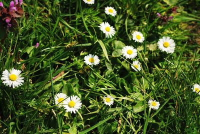 High angle view of flowers blooming outdoors