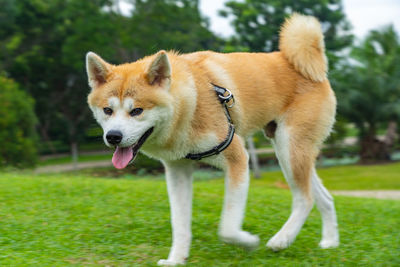 Dogs running on field