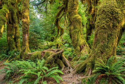 Trees in forest