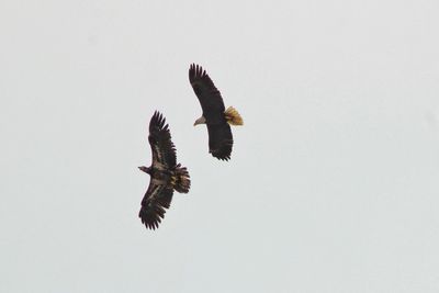 Low angle view of eagle flying against clear sky