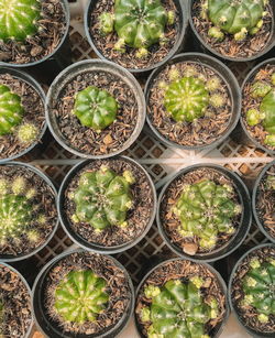 High angle view of potted plants