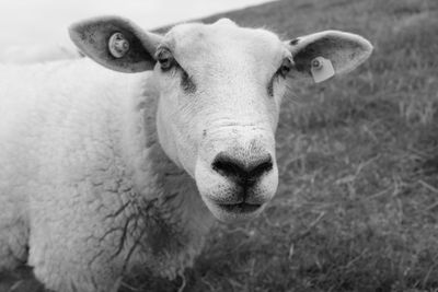 Close-up of sheep on field