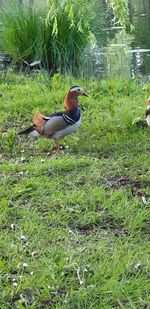 Bird in a field