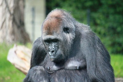 Portrait of gorilla in zoo 